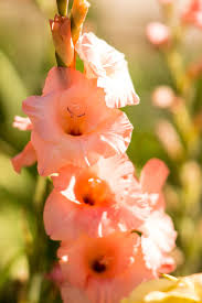 For the best flowers in rancho palos verdes, ca, allyson's flowers is the one to call. Hd Wallpaper United States Palos Verdes Peninsula 26300 Crenshaw Blvd Wallpaper Flare