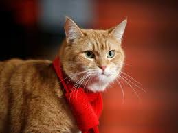 Bob The Cat Who Inspired James Bowen S A Street Cat Named Bob Dies