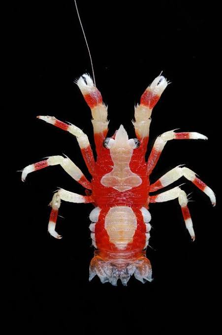 Mga resulta ng larawan para sa Abyssal Zone Squat Lobster"