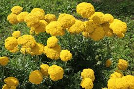 Fiori bisessuali, alternati ad altri unisessuali, colore giallo verdognolo. Fiori A Grappoli Giallo Verdognoli Fiori Giallo Verdognoli A Grappolo Rende Giallo E Brillante Qualsiasi Oggetto Fresteon