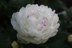 The dream interpretation of each predictor is yours. Top 5 Meaning Of Dream Of White Carnation Relationship Advice