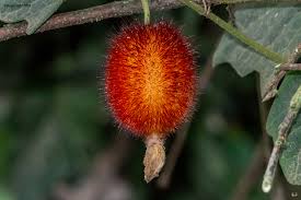 Image result for Raphidiocystis