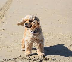 La loro piccola taglia li rende perfetti per vivere in appartamento, così come la. Cocker Americano Scheda Razza Cane Da Caccia Di Piccole Dimensioni