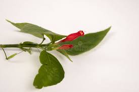 Image result for Ruellia brevifolia