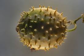 Image result for Cucumis prophetarum