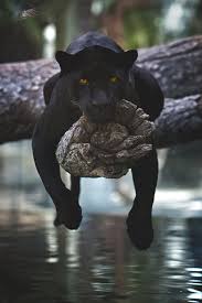 Harga jaguar xf mulai dari rp 1,40 billion. Beautiful Black Panther Cute Animals Animals Beautiful Animal Pictures