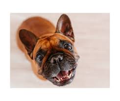 So how many puppies can a french bulldog have and how many litters can they have in total? 15 Fun Facts About French Bulldogs French Bulldog 101