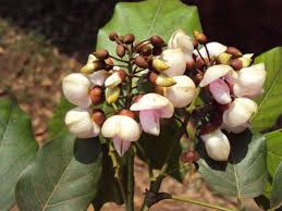 Image result for Millettia pinnata