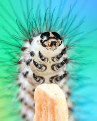 Black And Red Spiky Caterpillar Oh Boy The Salt Marsh Moth Caterpillars Are Growing Nicely This One Looks Like It Wants A Hug I Like How Th In 2020 Moth Caterpillar Macro Photography Macro Lens