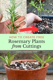 Image result for rosemary cuttings