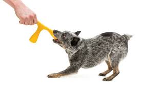 L'australian cattle dog può essere soggetto ad alcune patologie ereditarie come sordità congenita, atrofia progressiva della retina e displasia dell'anca. Small Businesses With A Sustainability Focus From Every State Rubicon