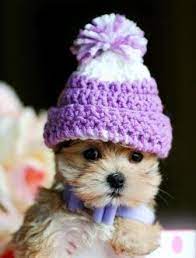 Small Puppy Dog Wearing Hat Cute Teacup Puppies Cute Animals Cute Dogs
