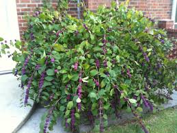 Beautyberry Callicarpa Americana Garden Shrubs Florida Landscaping Coastal Gardens