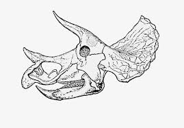 Apparently there are now dinosaur bones to be found, so i fully intend to be on it. Triceratops Prorsus Old Skull004 Dinosaur Skeleton Head Clipart Transparent Png 736x563 Free Download On Nicepng