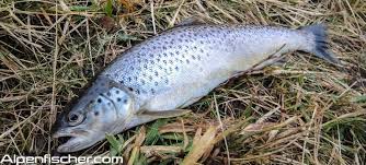 Die bachforelle (salmo trutta fario) ist ein zu den salmoniden zählender raubfisch. Bachforelle Oder Seeforelle Der Alpenfischer