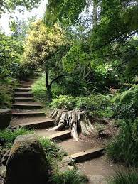 Going Up The Path Photo Of San Francisco Botanical Garden Etsy In 2021 Botanical Gardens California Backyard Landscaping Sloped Garden