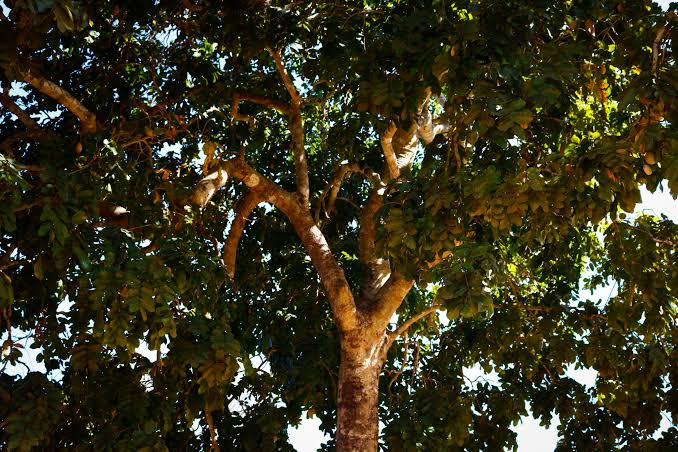 Ecologia do baru &ndash; Ecoa