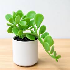 Image result for Crassula zombensis