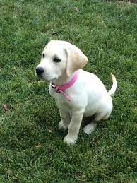 Labs need daily exercise like swimming; Home