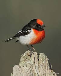 Small Black Bird With Orange Wings And Tail Orange And Black Lil Bird Beautiful Birds Nature Birds Pet Birds