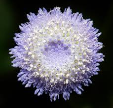 Image result for Crassocephalum rubens