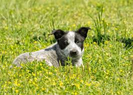 Maybe you would like to learn more about one of these? Is The Australian Shepherd Blue Heeler Mix Right For You K9 Web