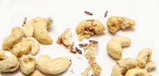 .farfalline in cucina, farfalline marroni in casa, farfalline marroni in cucina, farfalline marroni in cucina come liberarsene, larve e farfalline in cucina, tarme della farina, tignole. Farfalline Degli Alimenti Come Limitare Le Infestazioni A Casa E Nei Negozi