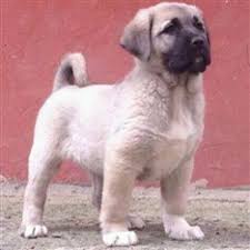 Kangal Yavru Com Sivasta Satilik Kangal Sivas Satilik Yavru Kangal Sivas Altinyayla