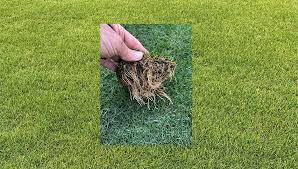 Image result for Paspalum