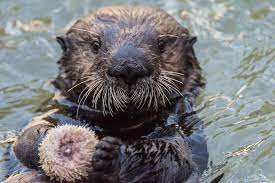 Meet the vancouver aquarium's rescued sea otter pup, hardy, who is literally too cute for you to handle. World S Cutest Sea Otter Rialto Has A Book Published About His Heart Warming Journey Vancouver Is Awesome