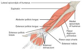 There, the tendons are surrounded by several layers of loose connective tissue. Sweater Finger Sign Physiopedia