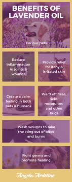 While using essential oils for pets is known to have its benefits, it's vital to know which oils are safe to use, how to use them, and to remember that, like people to enable your pet to benefit from the scent of essential oils, put one to two drops of essential oil in a diffuser and allow the aroma to permeate. Is Lavender Essential Oil Safe For Your Pet Angela Ardolino