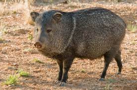 In most situations, your property will only be providing them with food and, occasionally, water. How To Get Rid Of Wild Hogs In The Yard
