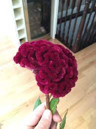 This Flower That Looks Like A Human Brain Flower Art Brain Tattoo Garden Tattoos