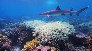 Now use this stencil to paint your bed sheets and cushions with this coral reef stencil. 300 Million For Research Projects To Help Save Australia S Great Barrier Reef Kidsnews
