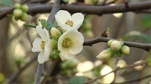 Image result for Chaenomeles japonica