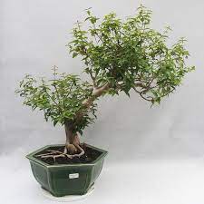 Artigo com descrição das características e informações sobre como cuidardeplantas de um bonsai feito com uma planta da espécie eugênia. E Bonsai Indoor Bonsai Australian Cherry Eugenia Uniflora