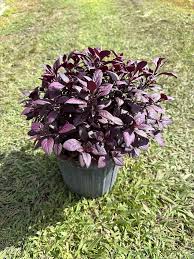 Image result for Dissotis peregrina