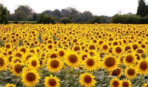 I Saw A Field Of Sunflowers In Ukraine In 2008 They Were Beautiful Sunflower Fields Sunflower Flower Field