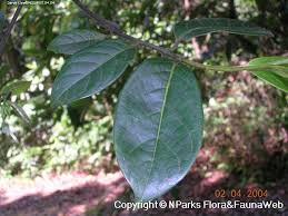 Image result for Artabotrys collinus