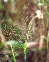 Image result for Panicum repentellum