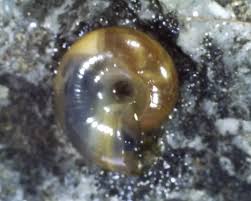 Image result for Oxyrhachis gracillima