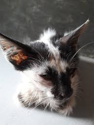 Kucing Sakit Kucing Anak Kucing Anak