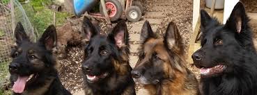 German shepherd puppies are often listed as one of the most popular puppy breeds in the united states. Arbeiten German Shepherds Long Stock Coat Home Facebook