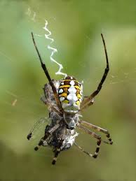 They reside in parks, gardens or. Orb Weaver Spider Wikipedia