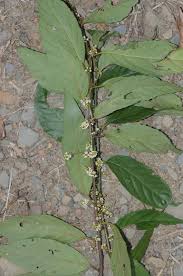 Image result for Maesa lanceolata