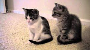 Third time visit, just as fun as the first. 8 Week Old Kittens And Update Stuff Youtube