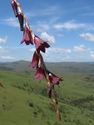 Image result for Dierama formosum