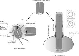 Centriole/basal body structure and function. The centri | Open-i