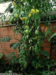 Image result for Tristellateia